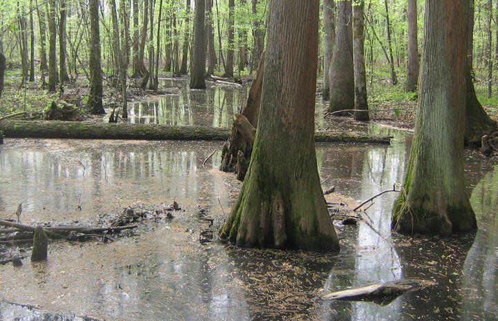 Big Cypress Tree State Park, Tennessee, USA